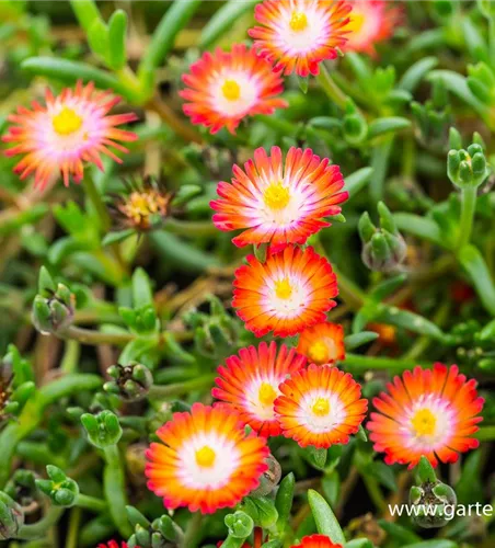 Delosperma cooperi 'JD Grenade' -R- Delosperma cooperi 'JD Grenade' -R-