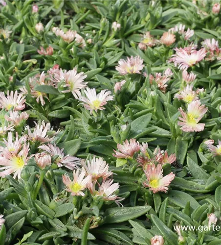 Delosperma sutherlandii 'Peach Star' Delosperma sutherlandii 'Peach Star'