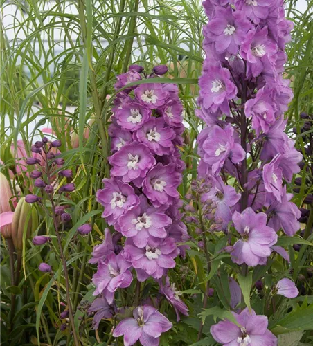 Delphinium Pacific 'Astolat' Delphinium Pacific 'Astolat'