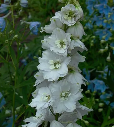 Delphinium Pacific 'Galahad' Delphinium Pacific 'Galahad'