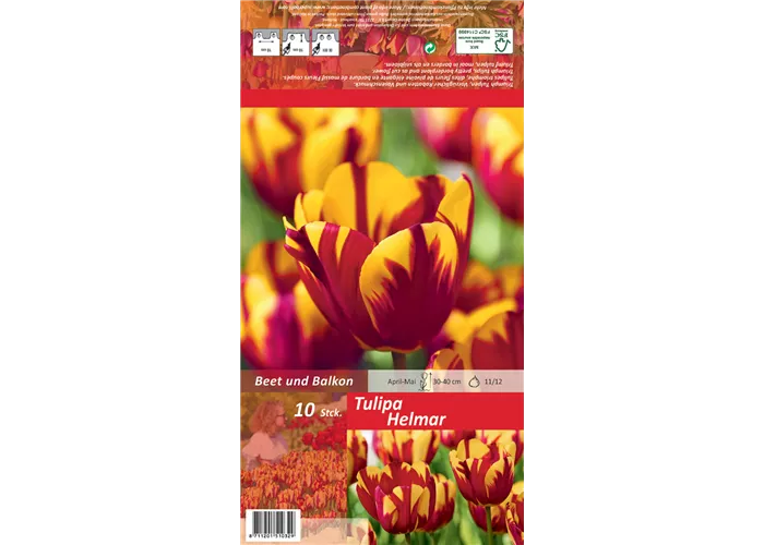 Einfache Tulpe 'Helmar'