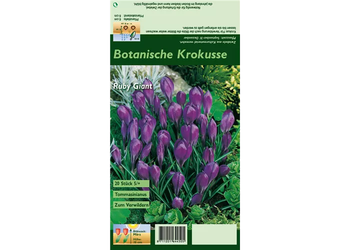 Elfen-Krokus 'Ruby Giant'