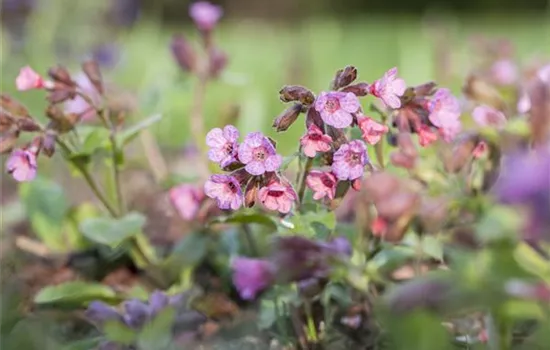 Echtes Lungenkraut Echtes Lungenkraut