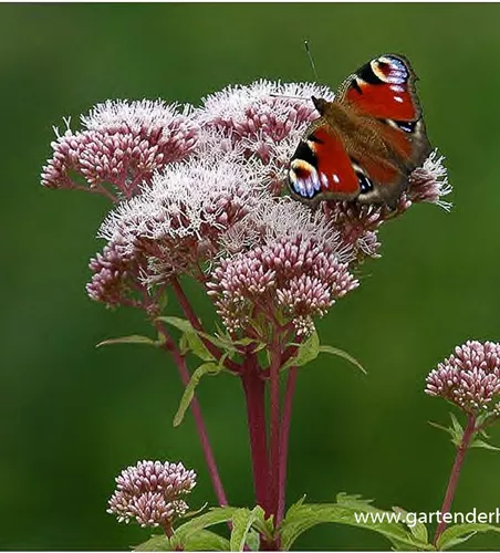 Eupatorium cannabinum Eupatorium cannabinum