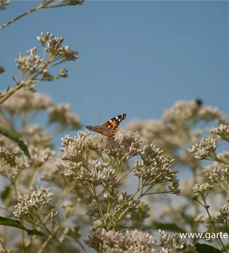 Eupatorium fistulosum 'Album' Eupatorium fistulosum 'Album'