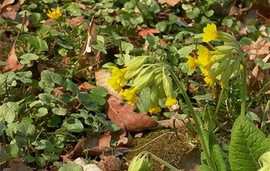 Ecte Schlüsselblume Ecte Schlüsselblume