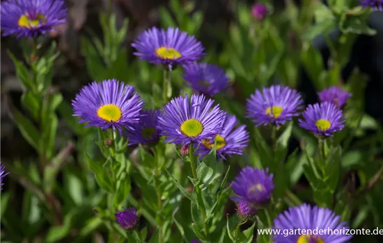 Feinstrahl Feinstrahl