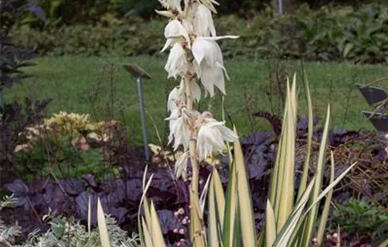 Fädige Palmlilie Fädige Palmlilie