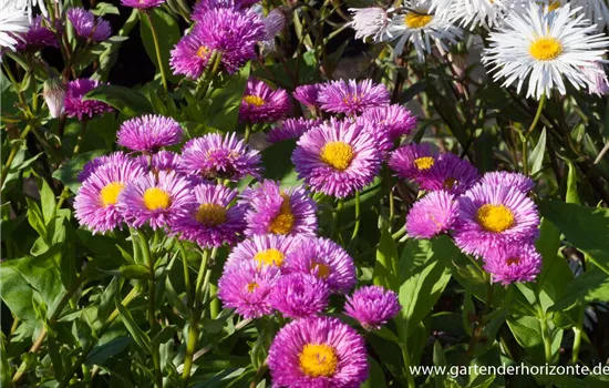 Feinstrahl Feinstrahl