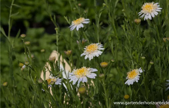 Fiederspaltige Schönaster Fiederspaltige Schönaster