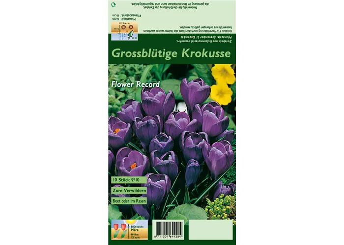 Frühlings-Krokus 'Flower Record'