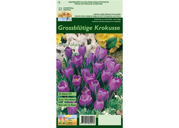 Frühlings-Krokus 'Grand Maitre'