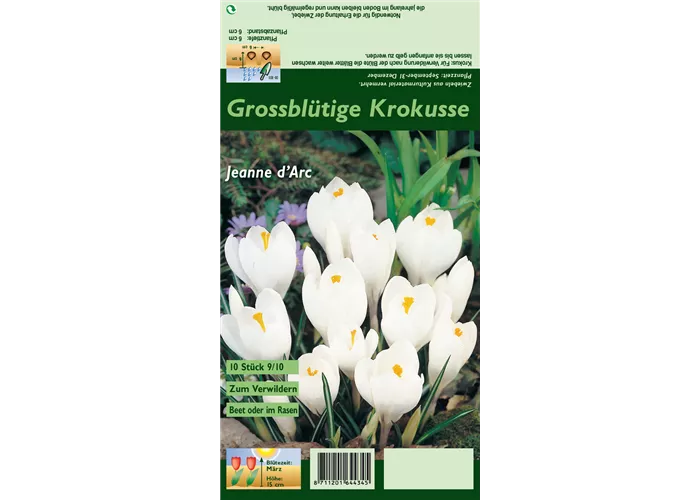 Frühlings-Krokus 'Jeanne d´Arc'