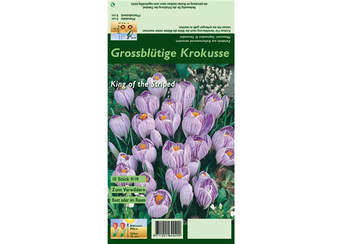 Frühlings-Krokus 'King of the Striped'