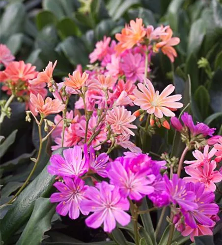 Garten-Bitterwurz 'Regenbogen' Garten-Bitterwurz 'Regenbogen'