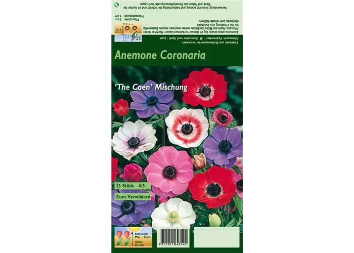 Garten-Anemone 'De Caen'