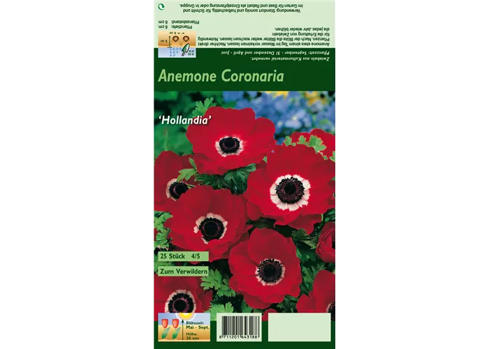 Garten-Anemone 'De Caen Hollandia'