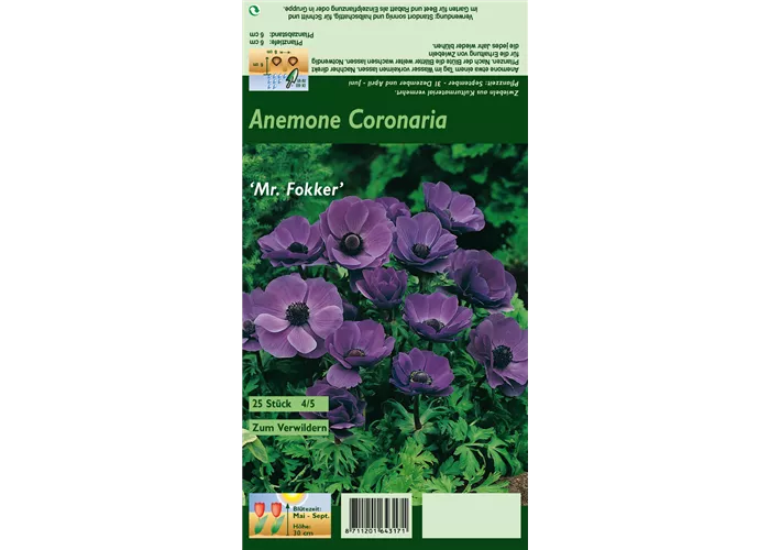 Garten-Anemone 'De Caen Mr. Fokker'