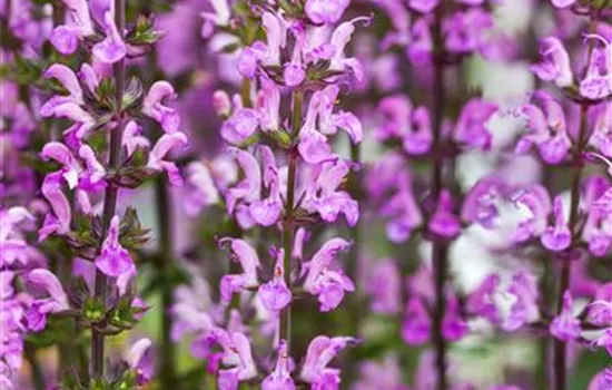 Garten-Blüten-Salbei Garten-Blüten-Salbei