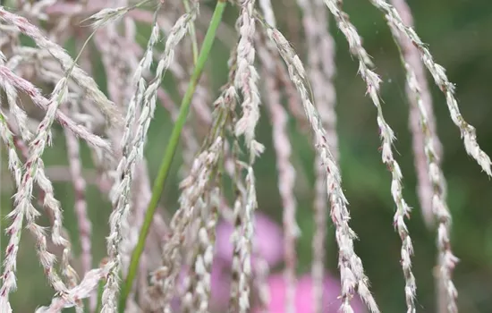 Garten-Chinaschilf 'Champagner' Garten-Chinaschilf 'Champagner'