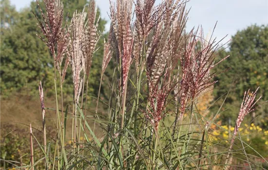 Garten-Chinaschilf 'Dread Locks' Garten-Chinaschilf 'Dread Locks'