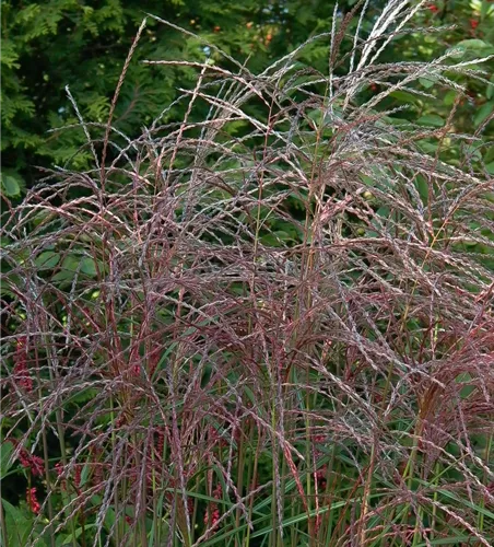 Garten-Chinaschilf 'Flamingo' Garten-Chinaschilf 'Flamingo'