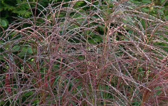 Garten-Chinaschilf 'Flamingo' Garten-Chinaschilf 'Flamingo'