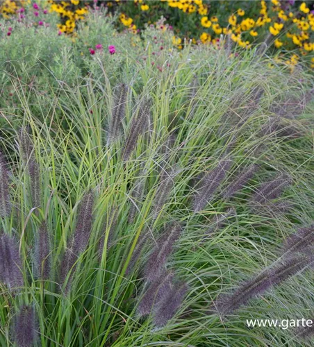 Garten-Federborstengras 'Moudry' Garten-Federborstengras 'Moudry'