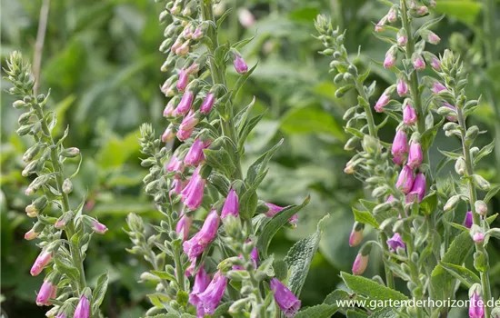 Garten-Fingerhut 'Gloxiniaeflora' Garten-Fingerhut 'Gloxiniaeflora'