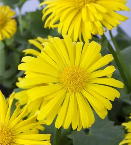 Garten-Gämswurz 'Magnificum' Garten-Gämswurz 'Magnificum'