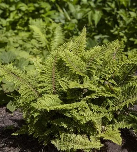 Garten-Flaumfeder-Filigranfarn 'Plumosum Densum' Garten-Flaumfeder-Filigranfarn 'Plumosum Densum'