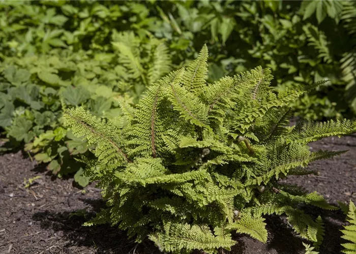Garten-Flaumfeder-Filigranfarn 'Plumosum Densum'