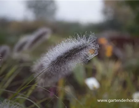 Garten-Federborstengras 'Cassian'