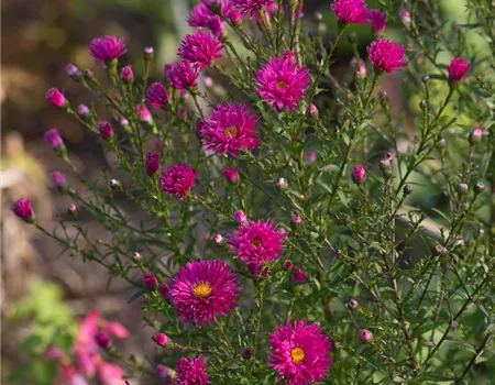 Garten-Glattblatt-Aster 'Neron'