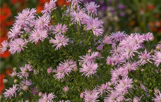 Garten-Glattblatt-Aster 'Rosenquarz' Garten-Glattblatt-Aster 'Rosenquarz'