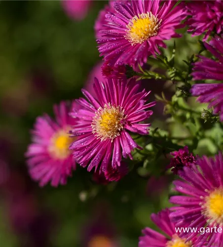 Garten-Glattblatt-Aster 'Crimson Brocade' Garten-Glattblatt-Aster 'Crimson Brocade'