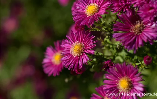 Garten-Glattblatt-Aster 'Crimson Brocade' Garten-Glattblatt-Aster 'Crimson Brocade'