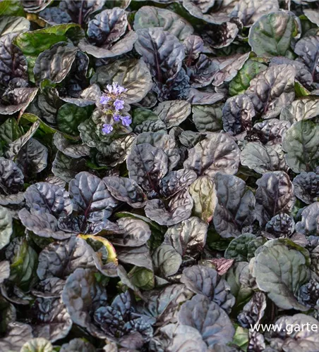 Garten-Günsel 'Black Scallop'® Garten-Günsel 'Black Scallop'®