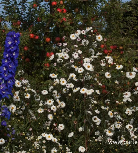 Garten-Glattblatt-Aster 'Schneekuppe' Garten-Glattblatt-Aster 'Schneekuppe'
