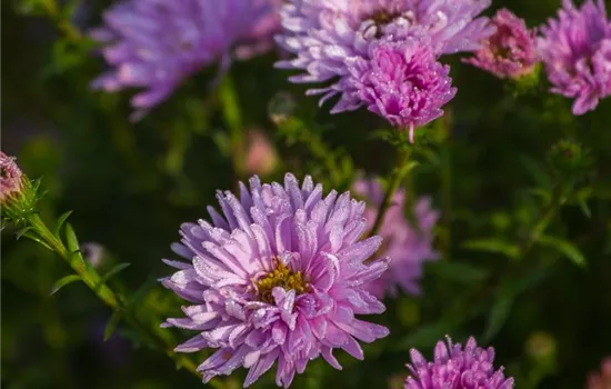 Garten-Glattblatt-Aster 'Fellowship'