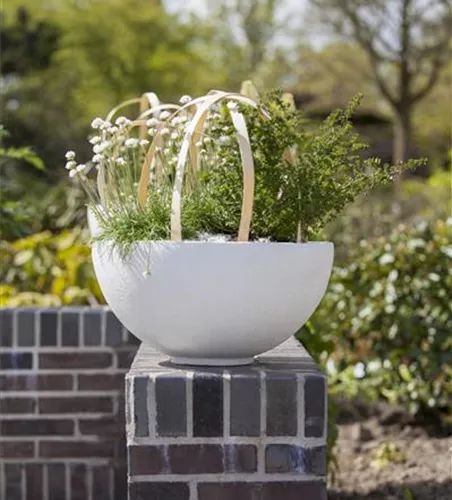 Garten-Grasnelke 'Alba' Garten-Grasnelke 'Alba'