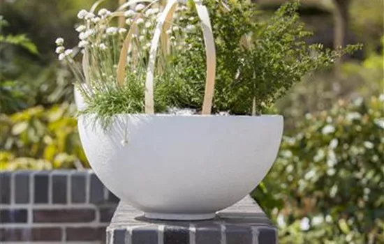 Garten-Grasnelke 'Alba' Garten-Grasnelke 'Alba'