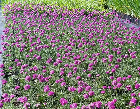 Garten-Grasnelke 'Düsseldorfer Stolz'