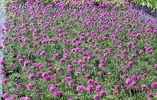 Garten-Grasnelke 'Düsseldorfer Stolz' Garten-Grasnelke 'Düsseldorfer Stolz'