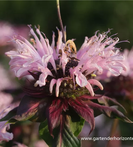 Garten-Indianernessel 'Beauty of Cobham' Garten-Indianernessel 'Beauty of Cobham'