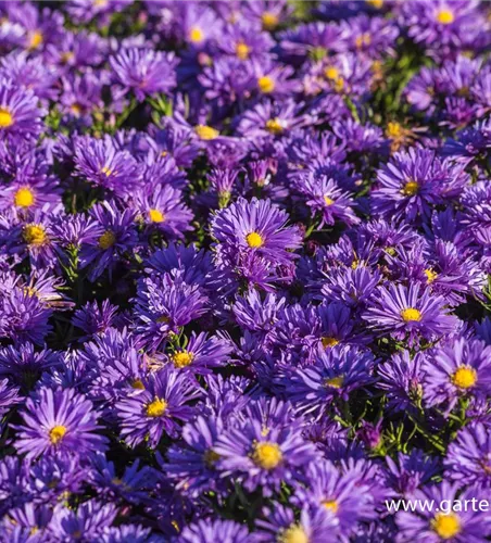 Garten-Kissen-Aster 'Blaue Lagune' Garten-Kissen-Aster 'Blaue Lagune'
