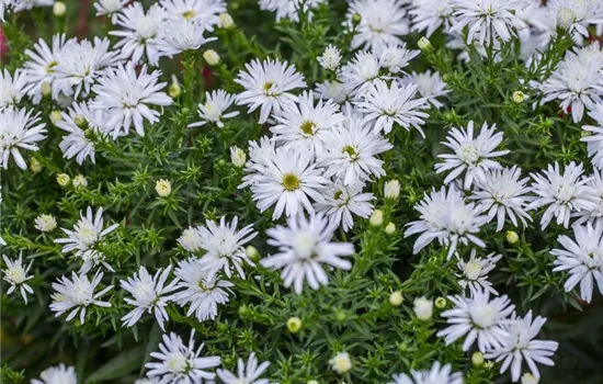 Garten-Kissen-Aster 'Kristina' Garten-Kissen-Aster 'Kristina'