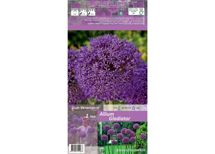 Garten-Kugel-Lauch 'Gladiator'