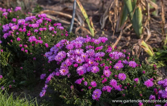 Garten-Kissen-Aster 'Rosenwichtel' Garten-Kissen-Aster 'Rosenwichtel'