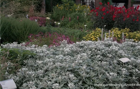 Garten-Perlkörbchen 'Silberregen' Garten-Perlkörbchen 'Silberregen'